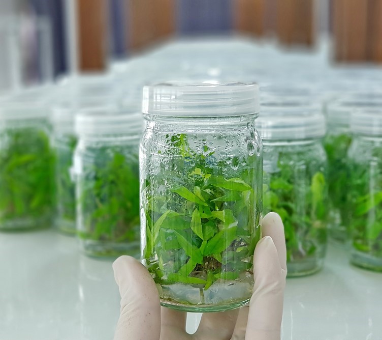 Tissue culture